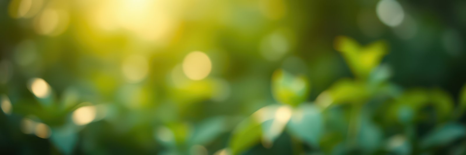 Soft green blurred background creates a calm and peaceful atmosphere in nature during golden hour